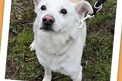 KACPEREK,średni 12 kg,3 lata,łagodny,grzeczny,szczepiony piesek.Adopcja., Mazowieckie, Warszawa