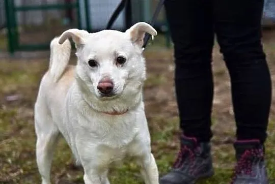 KACPEREK,średni 12 kg,3 lata,łagodny,grzeczny,szczepiony piesek.Adopcja., Mazowieckie, Warszawa