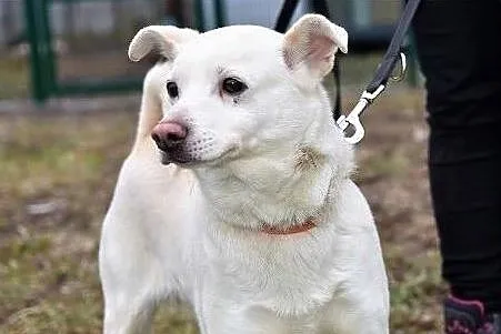 KACPEREK,średni 12 kg,3 lata,łagodny,grzeczny,szczepiony piesek.Adopcja., Mazowieckie, Warszawa