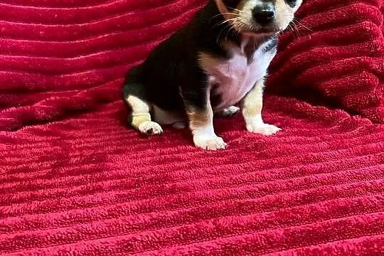 Śliczny piesek chihuahua