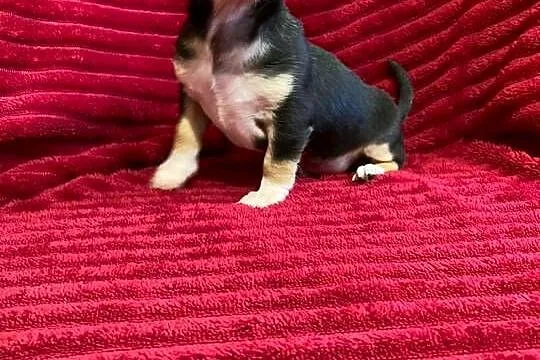Śliczny piesek chihuahua, Mazowieckie, Płońsk