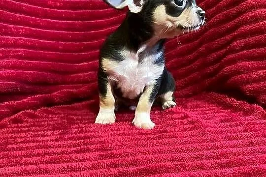 Śliczny piesek chihuahua, Mazowieckie, Płońsk