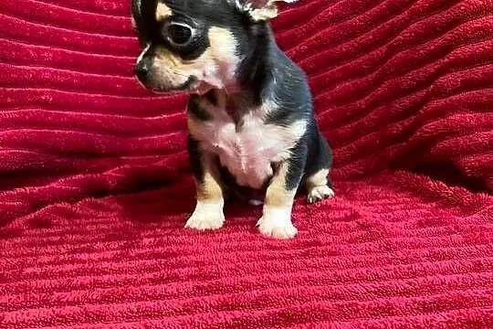 Śliczny piesek chihuahua, Mazowieckie, Płońsk