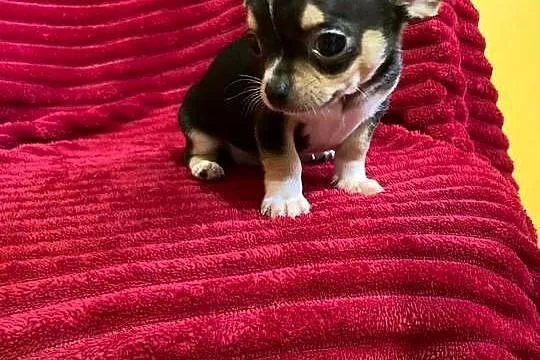Śliczny piesek chihuahua, Mazowieckie, Płońsk