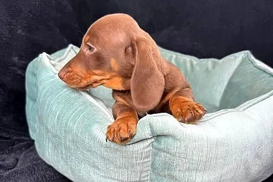 jamnik miniaturowy choco tan