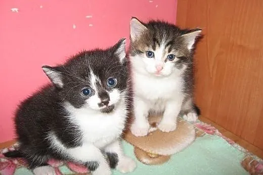 Malenkie kotki,piekne przytulanki,adopcja!!,  świętokrzyskie Kielce