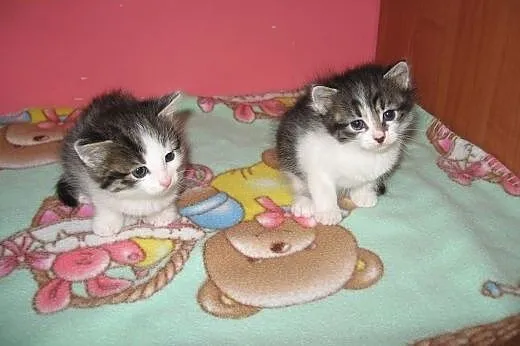 Malenkie kotki,piekne przytulanki,adopcja!!,  świę