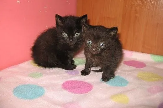 Malenkie kotki,piekne przytulanki,adopcja!!,  świę