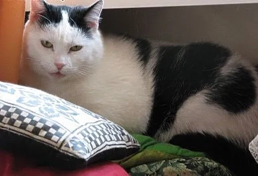 Daj Kropeczce szanse a odwdzięczy się kocia miłośc