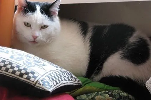 Daj Kropeczce szanse a odwdzięczy się kocia miłośc