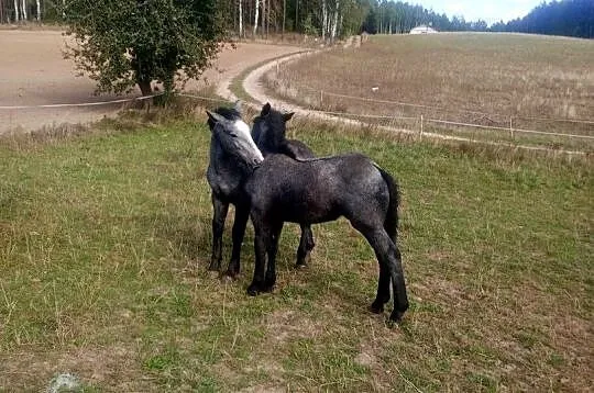 Klacz i ogier zimnokrwista, Kujawsko-pomorskie, Kamień Krajeński