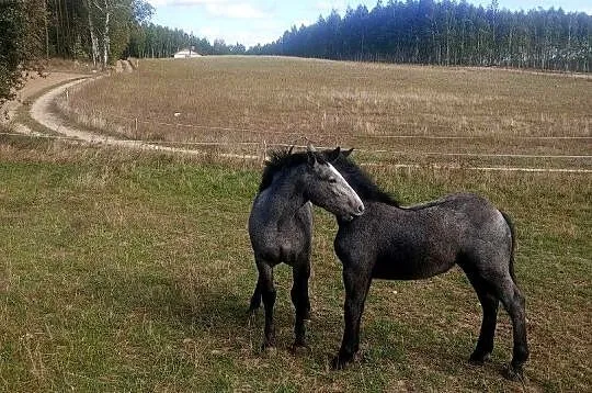 Klacz i ogier zimnokrwista, Kujawsko-pomorskie, Kamień Krajeński