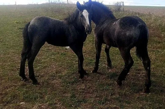 Klacz i ogier zimnokrwista, Kujawsko-pomorskie, Kamień Krajeński