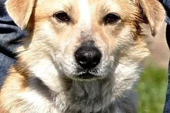LEJLA aktywna sunia dla ludzi z pasją,  dolnośląsk