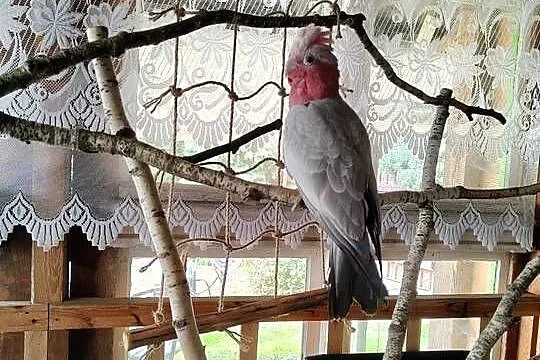 Sprzedam Kakadu różowate