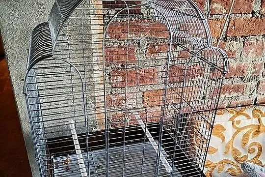 Sprzedam Kakadu różowate, Lubuskie, Nowa Sól