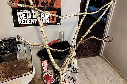 Sprzedam Kakadu różowate, Lubuskie, Nowa Sól
