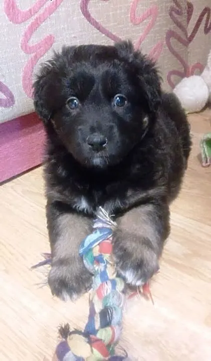 Chłopiec i Dziewczynka ok. 8 tygodni do adopcji,