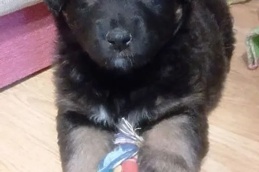 Chłopiec i Dziewczynka ok. 8 tygodni do adopcji,  