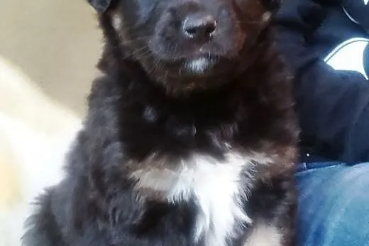 Chłopiec i Dziewczynka ok. 8 tygodni do adopcji,  