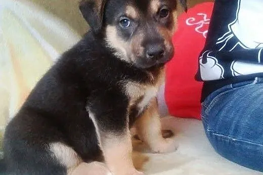 Chłopiec i Dziewczynka ok. 8 tygodni do adopcji,  