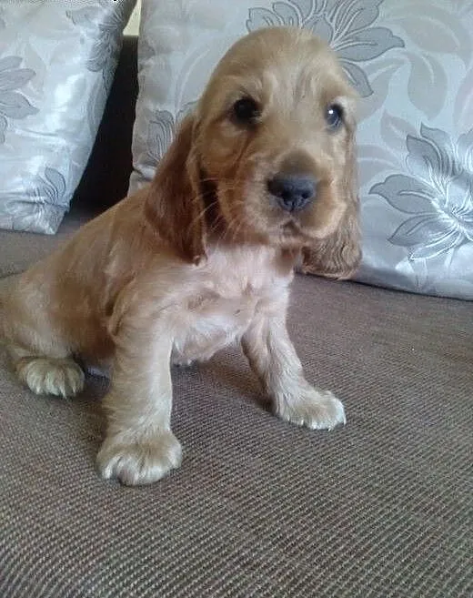 Cocker spaniel angielski, wielkopolskie Koło