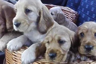 Cocker spaniel angielski,  wielkopolskie Koło