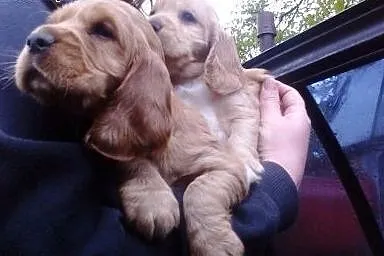 Cocker spaniel angielski,  wielkopolskie Koło