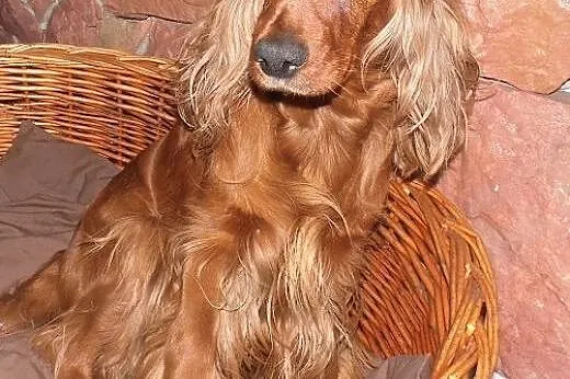 Cocker spaniel angielski,  wielkopolskie Koło
