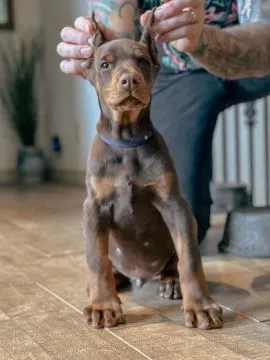 Śliczne szczenięta rasy doberman do adopcji e-mail: {{kellyclemence585@gmail.com}}, ,  Szczecin