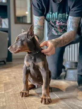Śliczne szczenięta rasy doberman do adopcji e-mail: {{kellyclemence585@gmail.com}}, ,  Szczecin