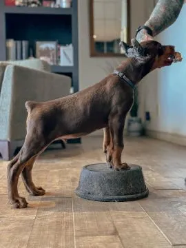 Śliczne szczenięta rasy doberman do adopcji e-mail: {{kellyclemence585@gmail.com}}