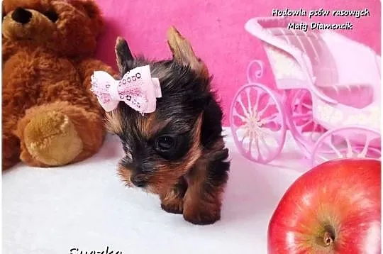Malutka suńka York Yorkshire Terrier + Rodowód + Wyprawka