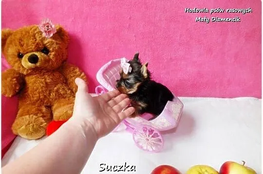 Malutka suńka York Yorkshire Terrier + Rodowód + Wyprawka, Lubuskie, Żary