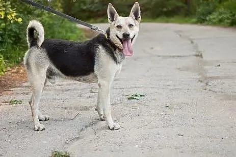 Chudy – cudny psiak  szuka domu,  małopo