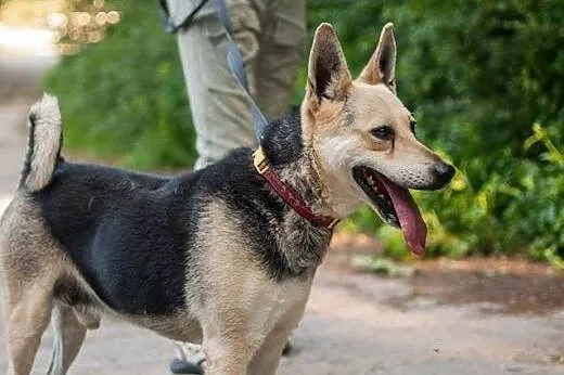 Chudy – cudny psiak  szuka domu,  małopo