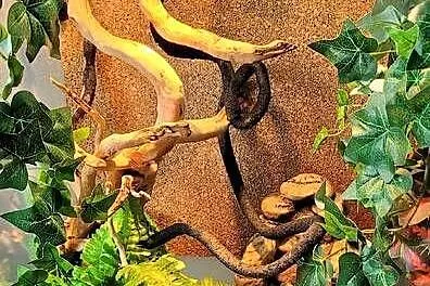 Terrarium z wyposażeniem, Mazowieckie, Pruszków