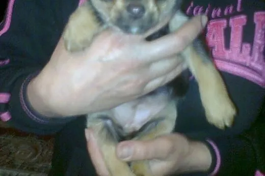 Malenka sunia 6-7 tyg.po mamie 4kg,adopcja!!,  świętokrzyskie Kielce