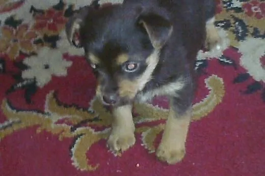 Malenka sunia 6-7 tyg.po mamie 4kg,adopcja!!,  świ