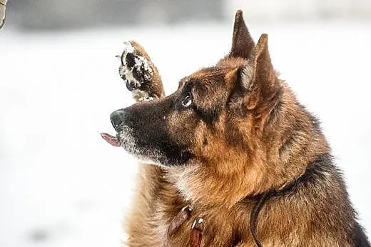 Cudowny psi stróż - Bartek na Ciebie czeka już!,  