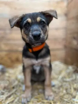 Kiwi - 9 tygodniowa, wesoła sunia SZCZENIAK do adopcji  Urocza Kiwi szuka swojego człowieka. Kiwi tr, , Warszawa