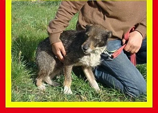 6kg,3letni,towarzyski ,kocha człowieka,pies PIK PO