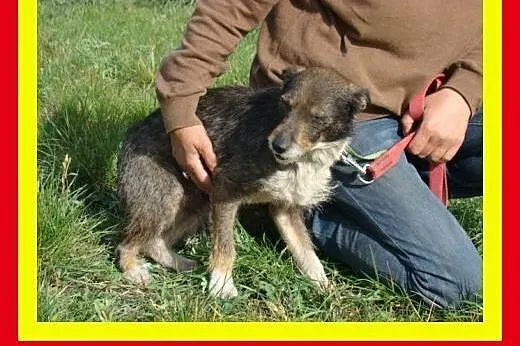 6kg,3letni,towarzyski ,kocha człowieka,pies PIK PO