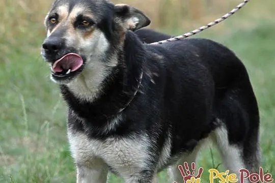 SENIORITA-super fajna, wesoła, radosna i energiczna sunia-1,5 roku-adopcja, Małopolskie, Kraków