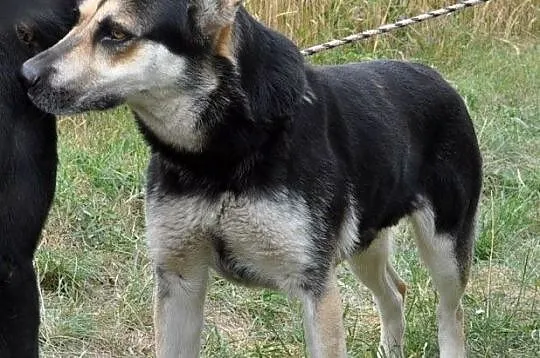 SENIORITA-super fajna, wesoła, radosna i energiczna sunia-1,5 roku-adopcja, Małopolskie, Kraków