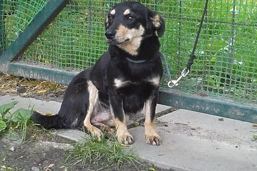 Malutka, wystraszona VIOLA szuka domu,  małopolski