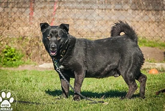OTOZ Animals - Kruczek - kochany, wesoły czarnuszek czeka na domek!, Pomorskie, Tczew