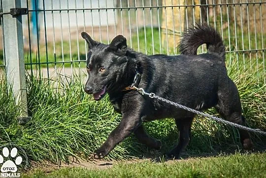 OTOZ Animals - Kruczek - kochany, wesoły czarnuszek czeka na domek!, Pomorskie, Tczew