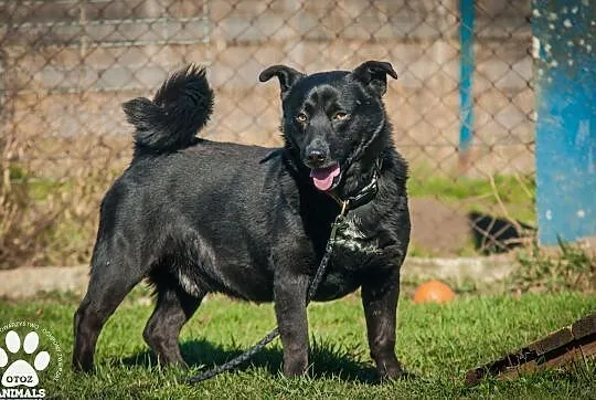 OTOZ Animals - Kruczek - kochany, wesoły czarnuszek czeka na domek!, Pomorskie, Tczew