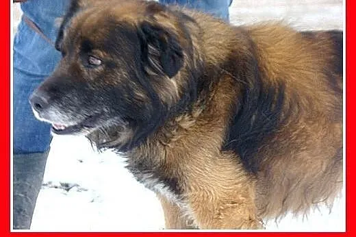 Pasterski długowłosy pies VIKO, przyjazny,łagodny,